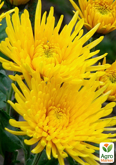 Хризантема кущова середньоквіткова "Zivena Yellow"1