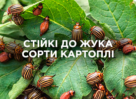 Картопля проти колорадського жука: стійкі сорти | Agro-market