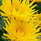 Хризантема кустовая среднецветковая "Zivena Yellow" 