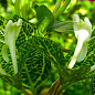 Жимолость "Aureoreticulata Japonica" (Декоративна, плетиста) (контейнер Р9)