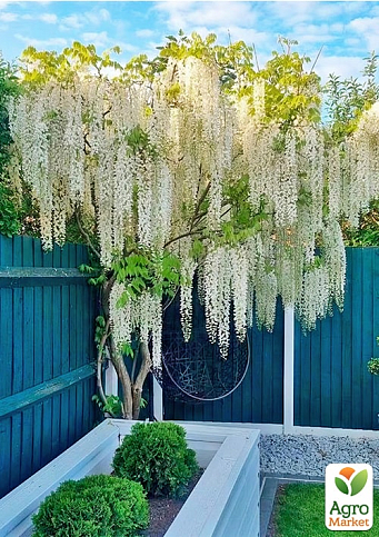 Эксклюзив! Глициния идеально белая "Белый ангел" (White angel) (премиальный очень красивый сорт) - фото 5