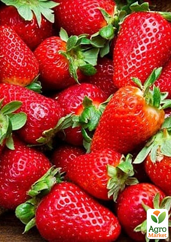 Клубника "Сандра" (Sandra) 5шт (поздний срок созревания, имеет длительный срок хранения) - фото 2