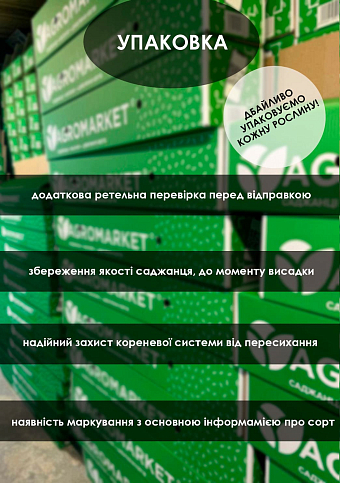 Эксклюзив! Слива "Санта Роса" (Santa Rosa)  (премиальный летний сорт, средний срок созревания) - фото 3