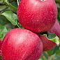Яблоня "Гала Шнига Шнико Ред" (летний сорт, средний срок созревания)