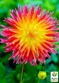 Жоржина "Fringed Star"9