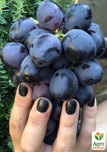 Виноград "Фуджімінорі" (ранній сорт японської селекції з дуже великою ягодою) 