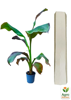 Банан Красный (Ensete Maurelli) "Red Banana"6
