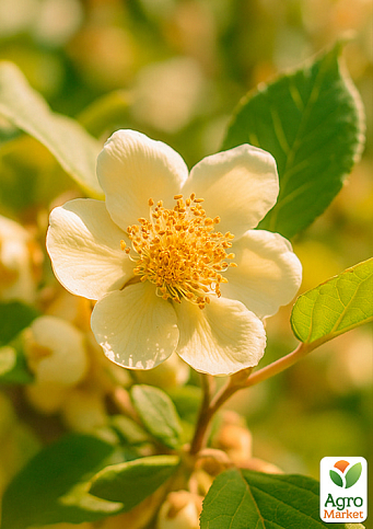 Ківі чоловічий запилювач "Томурі" (Один саджанець запилює до 5-6 рослин!) - фото 4