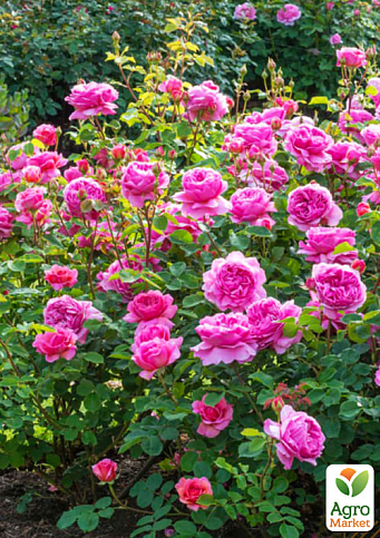Троянда англійська "Принцеса Олександра Кентська" (саджанець класу АА +) вищий сорт