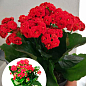 Каланхое Блоссфельда "Red" (Kalanchoe Blossfeldiana) (Нідерланди)