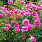 Троянда англійська "Принцеса Олександра Кентська" (саджанець класу АА +) вищий сорт