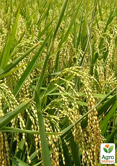 Оріза "Oryza sativa" (рис посівний) С1,522