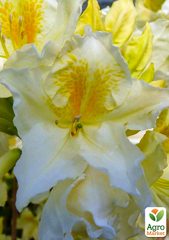 Ексклюзив! Рододендрон біло-жовтий з бронзовим листям "Крила ангела" (Angel wings) (преміальний, один з найяскравіших і найкрасивіших сортів)
