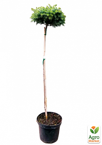 Ель сербская на штамбе "Нана"(Picea omorika "Nana") С3, высота 60-80см - фото 2