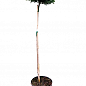 Ель сербская на штамбе "Нана"(Picea omorika "Nana") С3, высота 60-80см купить