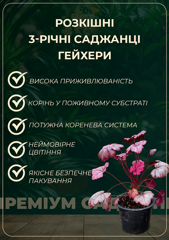 Тіарелла серцелиста "Pink Skyrocket" вазон С2