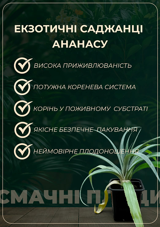 Ананас кімнатний "Чампака" - фото 5