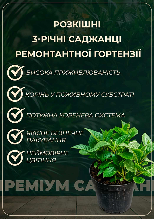 Гортензия ремонтантная крупнолистная 3х летняя "Эльбталь" - фото 3