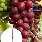 Виноград десертний "Великан" (вкорінений саджанець у контейнері)