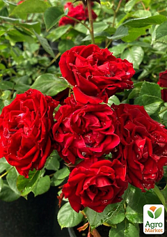 Роза мелкоцветковая (спрей) "Таманго" (саженец класса АА+) высший сорт2