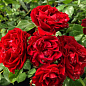 Троянда дрібноквіткова (спрей) "Таманго" (саджанець класу АА+) вищий сорт