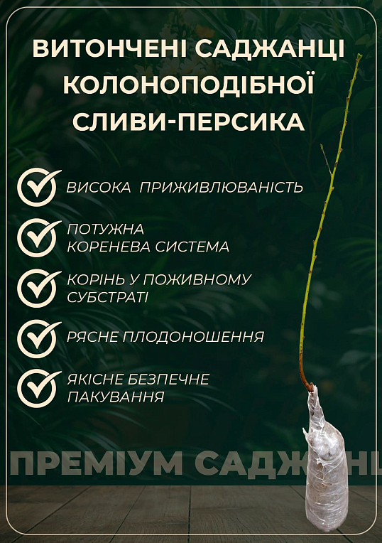 Эксклюзив! Гибрид слива-персик колоновидный ярко розовый "Северное сияние" (Northern Lights) (премиальный крупноплодный сорт, средний срок созревания)