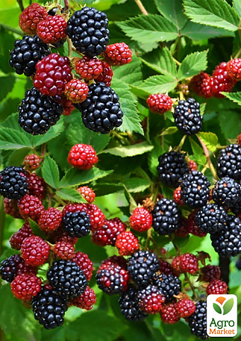 Ежевика позднеспелая "Навахо" (Navaho) - фото 4