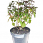Базилик кустовой "Меджик Блю" (кадочное растение, высокодекоративный куст) купить