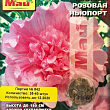 Мальва "Рожева Ньюпорт" ТМ "Май" 35-40шт