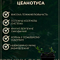 Цеанотус (краснокоренник) контейнер Р9 купить