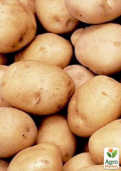 Картопля "Сагітта" насіннєва середньорання (1 репродукція) 1кг16