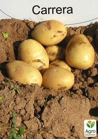 Насіннєва середньостигла картопля "Каррера" (на варіння, 1 репродукція) 1кг - фото 2