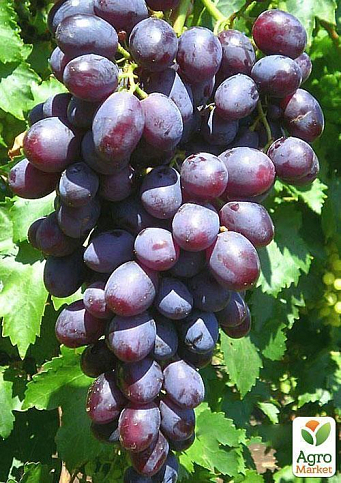 Виноград "Пам'яті Вчителя" (надранній термін дозрівання, ягоди не тріскаються і дуже великі) - фото 5