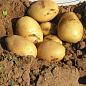 Насіннєва середньостигла картопля "Каррера" (на варіння, 1 репродукція) 1кг купить