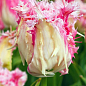 Тюльпан "Drakensteyn" 
