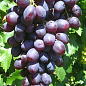 Виноград "Пам'яті Вчителя" (надранній термін дозрівання, ягоди не тріскаються і дуже великі)
