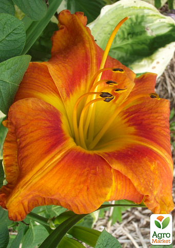 Лілійник "Tuscawilla Tigress" - фото 4