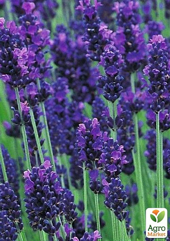 Лаванда Гібридна Sentivia "Early Blue" (контейнер № 10, висота 10-15 см) - фото 6