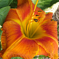 Лілійник "Tuscawilla Tigress"