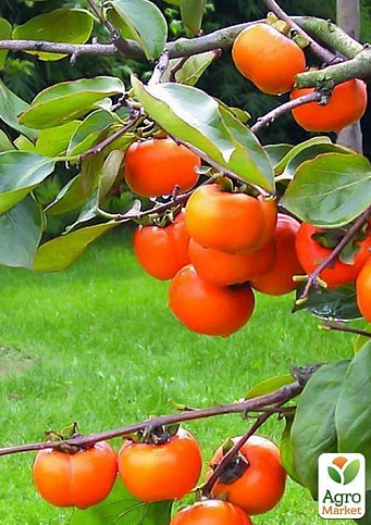 Хурма на віргінській морозостійкій підщепі  "Волове серце" вищий сорт! - фото 10