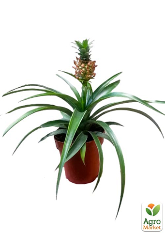 LMTD Ананас с плодом 3-х летний "Кайена" (20-40см) - фото 5