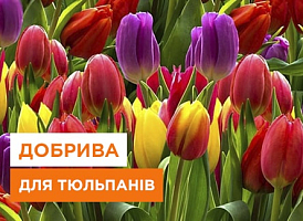 Чим підгодувати тюльпани навесні: поради щодо догляду за рослинами - корисні статті про садівництво від Agro-Market