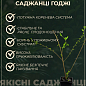 Годжі "Тібетський" (перехресне запилення, садити по 2 шт) купить