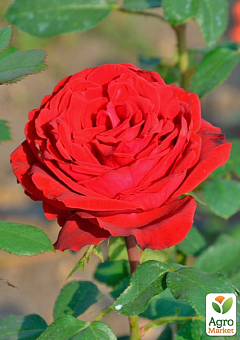 Троянда чайно-гібридна "Ботеро" (саджанець класу АА+) вищий сорт2