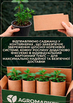 Орегано "Ponco" 4