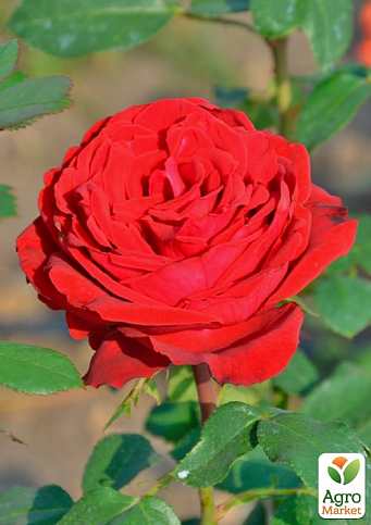 Троянда чайно-гібридна "Ботеро" (саджанець класу АА+) вищий сорт