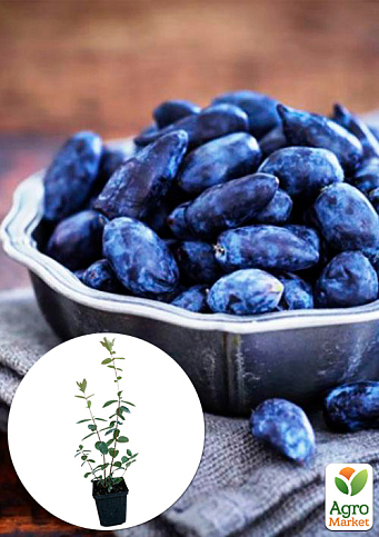 Жимолость "Богучарська" (ранній термін дозрівання, висока транспортабельність)