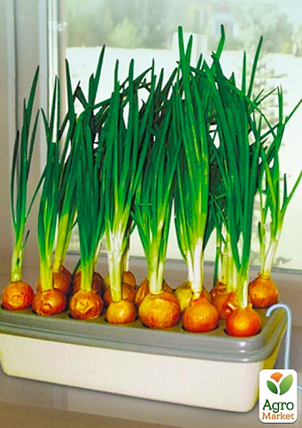 Домашня установка "Цибулеве щастя" для вирощування зеленої цибулі - фото 2
