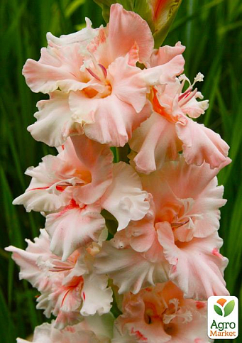 Гладіолус "Crispy Frizzle" 3шт