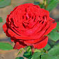 Роза чайно-гибридная "Ботеро" (саженец класса АА+) высший сорт